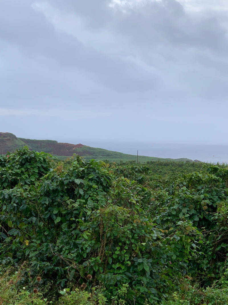 View of Pacific Ocean from the coffee fields